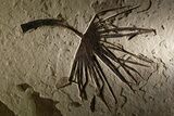 Impressive Fossil Palm and Fish Mural - Ready To Hang #382737-2